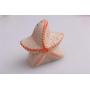 Sea Ocean Style Starfish Seashell Ceramic Sugar Shaker Set - Salt Pepper Dispenser Coffee Spice Shaker Storage Jar Seasoning Pot - Home Kitchen Accessories, Wedding Decoration Gift