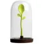 Kitchen Canister Set With Airtight Lid and Green Bud Spoon for Food Storage, Store Coffee, Sugar, Tea, Spices, Dry Food and More Kitchen Canister Set With Airtight Lid and Green Bud Spoon for Food Storage, Store Coffee, Sugar, Tea, Spices, Dry Food and More