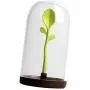 Kitchen Canister Set With Airtight Lid and Green Bud Spoon for Food Storage, Store Coffee, Sugar, Tea, Spices, Dry Food and More Kitchen Canister Set With Airtight Lid and Green Bud Spoon for Food Storage, Store Coffee, Sugar, Tea, Spices, Dry Food and More