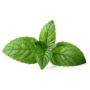Menthol Essential Oil Bulk Crystals (Mentha arvensis) 100% Pure Therapeutic Grade - (15 mL - 0.5 FL OZ Bottle) - Solid at Room Temperature + Free eBook Included!…