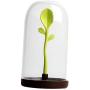 Flameer Kitchen Food Storage Bins with Airtight Lid and Green Bud Spoon, Cookie Containers Candy Canes for Storing Cookies, Delicious Snacks, Coffee Tea Sugar