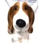Pot en céramique pour biscuits et friandises pour Beagle Hound Basset - Récipient à biscuits pour chien Pot en céramique pour biscuits et friandises pour Beagle Hound Basset - Récipient à biscuits pour chien