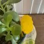 Garsum Fruit Fly Trap Yellow Sticky Fungus Gnat Killer for Indoor and Outdoor Plant Insect Catcher for White Flies,Mosquitos,Fungus Gnats,Flying Insects,12 pcs Garsum Fruit Fly Trap Yellow Sticky Fungus Gnat Killer for Indoor and Outdoor Plant Insect Catcher for White Flies,Mosquitos,Fungus Gnats,Flying Insects,12 pcs