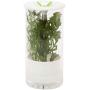 Honey-Can-Do KCH-06398 Glass Herb Preserver, Clear/White