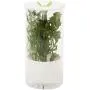 Préserveur d'herbes en verre Honey-Can-Do KCH-06398, Transparent/Blanc Préserveur d'herbes en verre Honey-Can-Do KCH-06398, Transparent/Blanc