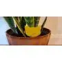 ALLRoad Yellow Sticky Trap Fruit Fly Insect Trap Fungus Gnat Killer for Indoor and Outdoor Plant Insect Catcher for White Flies,Mosquitoes,Fungus Gnats,Flying Insects (12 pcs) ALLRoad Yellow Sticky Trap Fruit Fly Insect Trap Fungus Gnat Killer for Indoor and Outdoor Plant Insect Catcher for White Flies,Mosquitoes,Fungus Gnats,Flying Insects (12 pcs)