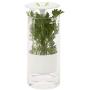 Honey-Can-Do KCH-06398 Glass Herb Preserver, Clear/White