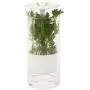 Préserveur d'herbes en verre Honey-Can-Do KCH-06398, Transparent/Blanc Préserveur d'herbes en verre Honey-Can-Do KCH-06398, Transparent/Blanc