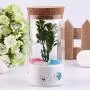 CloverUS 350ml Klar Glasflasche mit Verschluss für Bohnen, Teebeutel, Aufbewahrungskaraffe