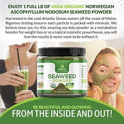 Sea Kelp USDA Organic 1 Lb - Kosher Certified Seaweed Powder - Kelp Powder Organic - Ascophyllum Nodosum - Seaweed Face Mask - Detox Body Wraps - Cellulite Treatment - Cellulite Scrub - Free Recipes