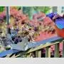 Youngever 6 Pack Leere Kunststoff-Sprühflaschen, Sprühflaschen für Haar- und Reinigungslösungen, 3 Sortierte Farben (8 Unzen)