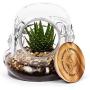 Original Stormtrooper Glass Bowl with Wooden Lid (Biscuit Jar/Storage Jar)