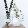 Transparent Glass Storage Jars Chic Dry Flower Vase Scandinavian Fresh Floral Container Desktop Decor Organizer Jar,250Ml Big Bouth