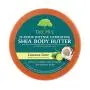 Tree Hut 24 Hour Intense Hydrating Shea Body Butter Coconut Lime, 7oz, Hydrating Moisturizer with Pure Shea Butter for Nourishing Essential Body Care Tree Hut 24 Hour Intense Hydrating Shea Body Butter Coconut Lime, 7oz, Hydrating Moisturizer with Pure Shea Butter for Nourishing Essential Body Care
