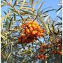 Weleda Sea Buckthorn Replenishing Body Lotion - 6.8 Oz, 6.8 Ounces