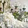 9-Head Lifelike Artificial Orchid Flowers, Plastic Phalaenopsis Plant for Anniversary, Wedding, Engagement, Home Decor - No Container Included 9-Head Lifelike Artificial Orchid Flowers, Plastic Phalaenopsis Plant for Anniversary, Wedding, Engagement, Home Decor - No Container Included