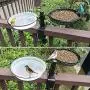 Cueillette d'oiseaux sur votre balcon avec ce distributeur d'oiseaux HLTOP : plateau de bains d'oiseaux, plateau en treillis métallique, bol d'eau détachable et support robuste à pince réglable. Parfait pour attirer les oiseaux. Cueillette d'oiseaux sur votre balcon avec ce distributeur d'oiseaux HLTOP : plateau de bains d'oiseaux, plateau en treillis métallique, bol d'eau détachable et support robuste à pince réglable. Parfait pour attirer les oiseaux.