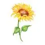 SanerLian Sunflowers Temporary Tattoo Sticker Watercolor Waterproof Women Girls Back Shoulder Arm Body Art 10.5X6cm Set of 12 SanerLian Sunflowers Temporary Tattoo Sticker Watercolor Waterproof Women Girls Back Shoulder Arm Body Art 10.5X6cm Set of 12