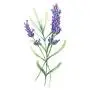 12 Stück/Menge Blume Temporäre Tattoosticker für Damen und Herren, Fake Tattoo Körperkunst, wasserdichte Handtattoos, 9,8 x 6 cm (FW12-04)