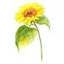 SanerLian Sunflowers Temporary Tattoo Sticker Watercolor Waterproof Women Girls Back Shoulder Arm Body Art 10.5X6cm Set of 12 SanerLian Sunflowers Temporary Tattoo Sticker Watercolor Waterproof Women Girls Back Shoulder Arm Body Art 10.5X6cm Set of 12