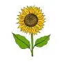 SanerLian Sunflowers Temporary Tattoo Sticker Watercolor Waterproof Women Girls Back Shoulder Arm Body Art 10.5X6cm Set of 12 SanerLian Sunflowers Temporary Tattoo Sticker Watercolor Waterproof Women Girls Back Shoulder Arm Body Art 10.5X6cm Set of 12